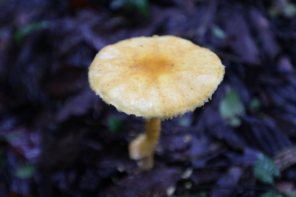 Especie de seta amazónica. / MANUEL CARDENAL